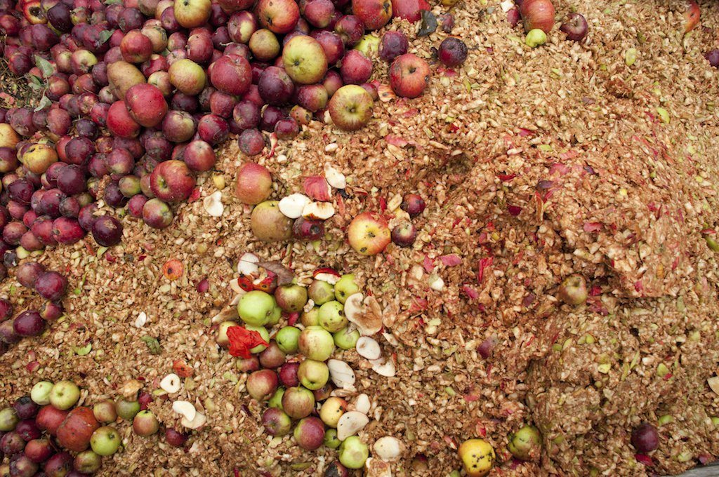 Fall apple harvest remains for donation