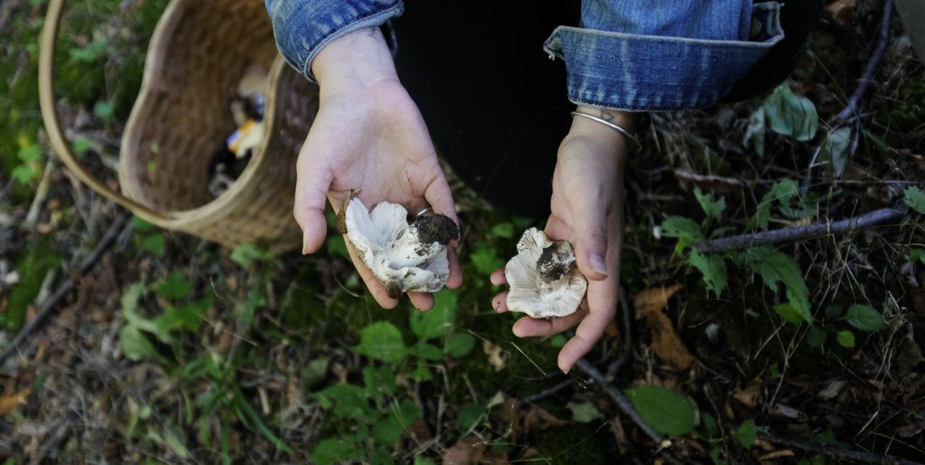 Smugtown's foraged mushrooms