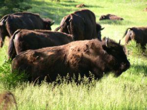 Lakota buffalo