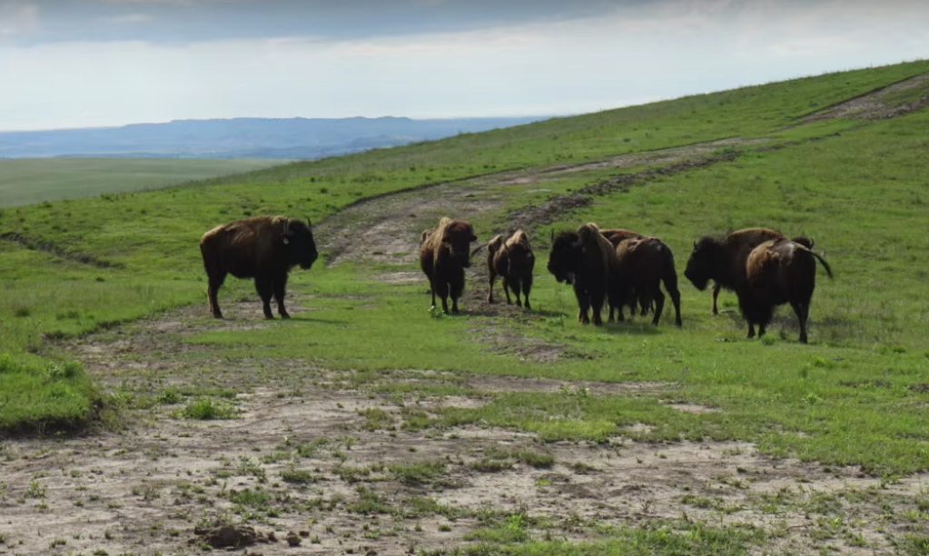 Buffalo grazing on the Pine Ridge Indian Reservation