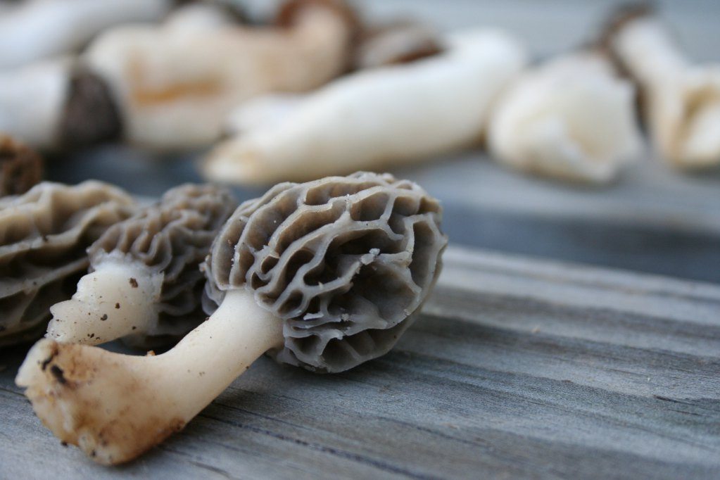 Chefs are eager for morels