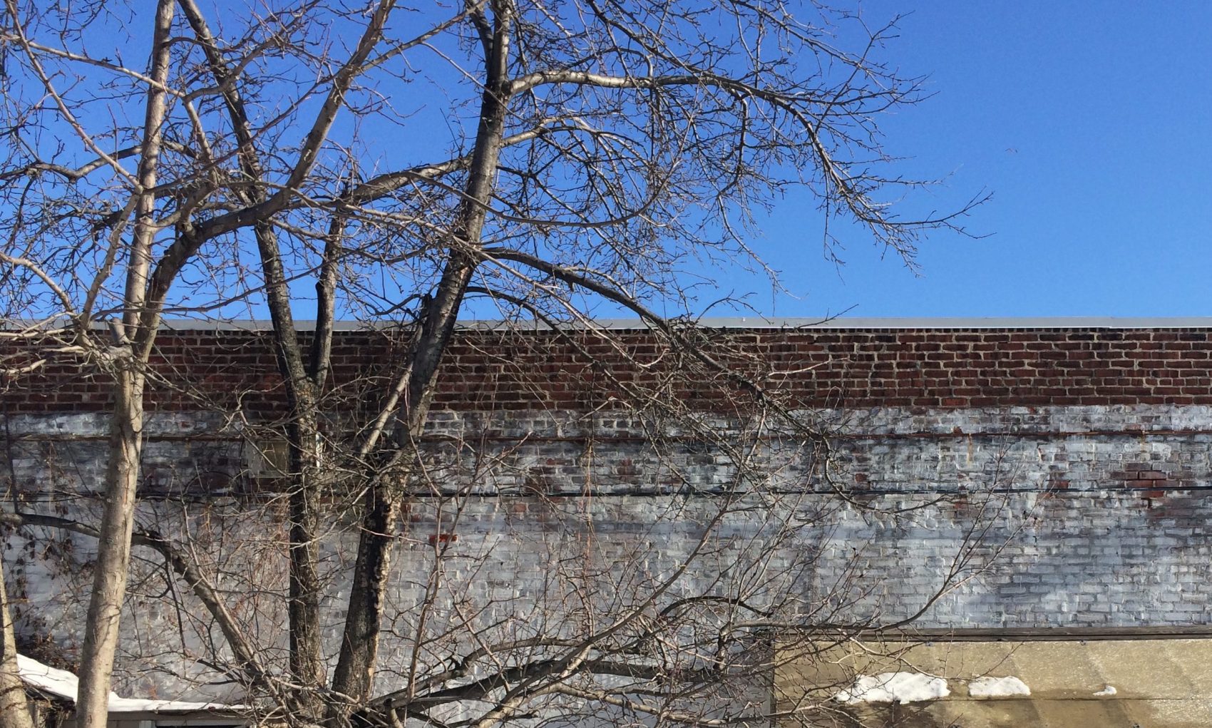 The Philadelphia Orchard Project turns vacant lots into productive orchards