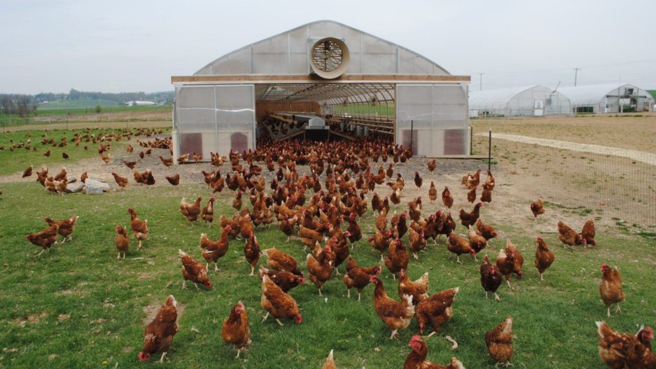 Pasture Raised Cage Free And The Problems Of Scale