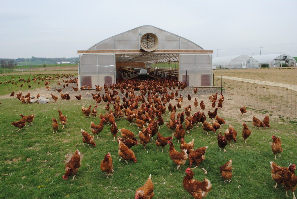 Pasture-raised chickens