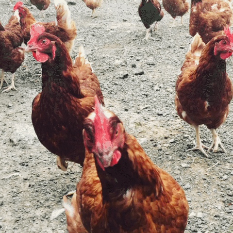 Pasture-raised chickens at Handsome Brook Farm