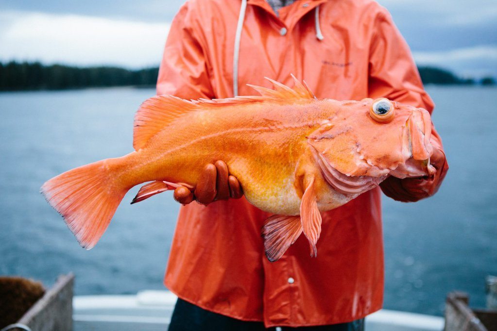 Sitka Salmon Shares is expanding the reach of the CSF