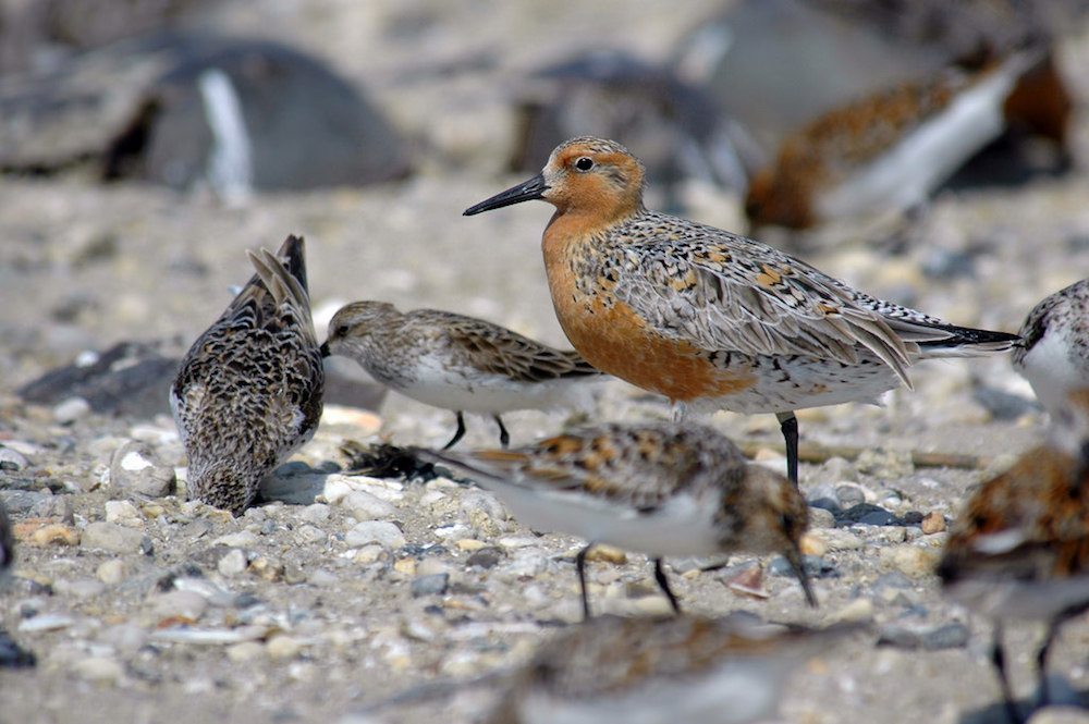 Red knots feasting on horseshoe crab eggs