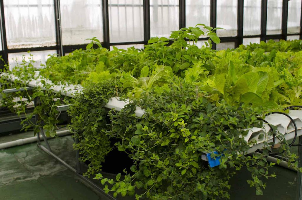 Can hydroponic farms be organic?