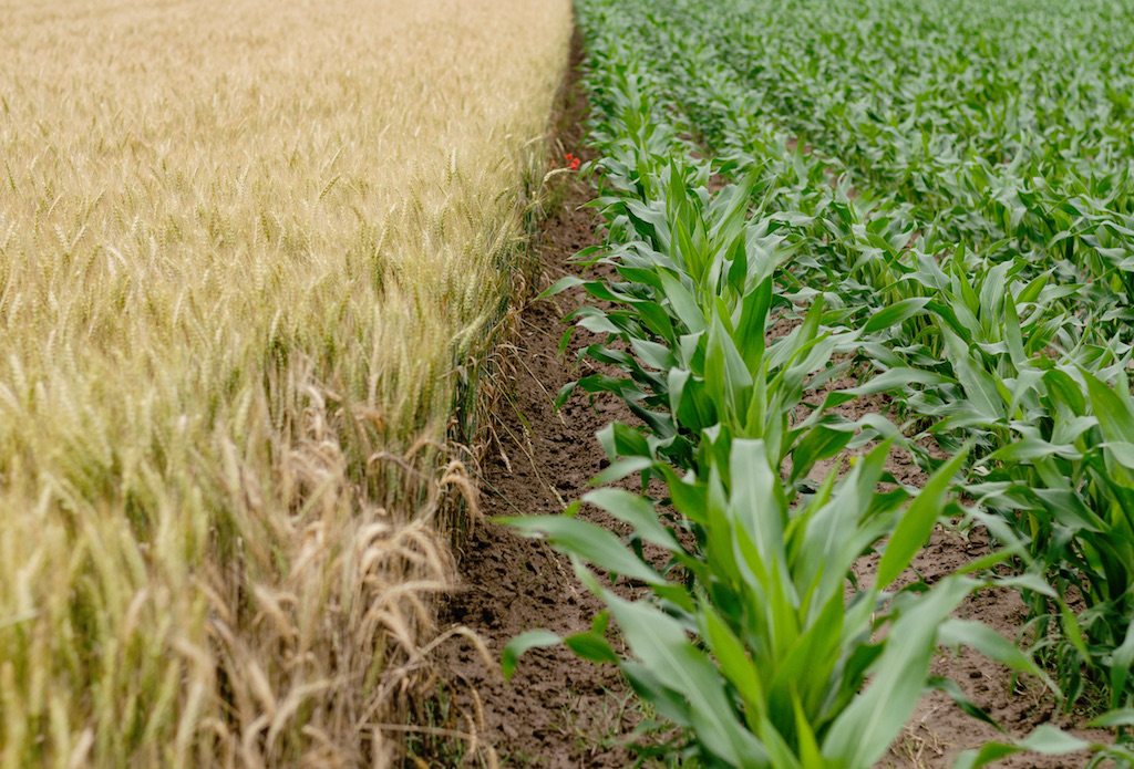 Big Corn received a boost from the EPA's new standards