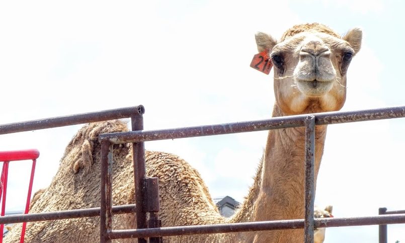 The FDA is pushing back against the marketing of camel milk