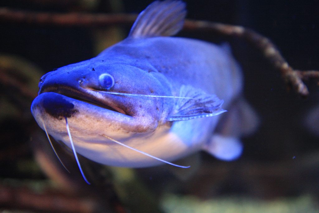 Members of congress still hoping to move catfish regulation back to FDA