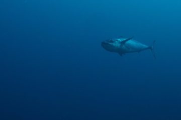 The subject of the latest price collusion scandal is... tuna?