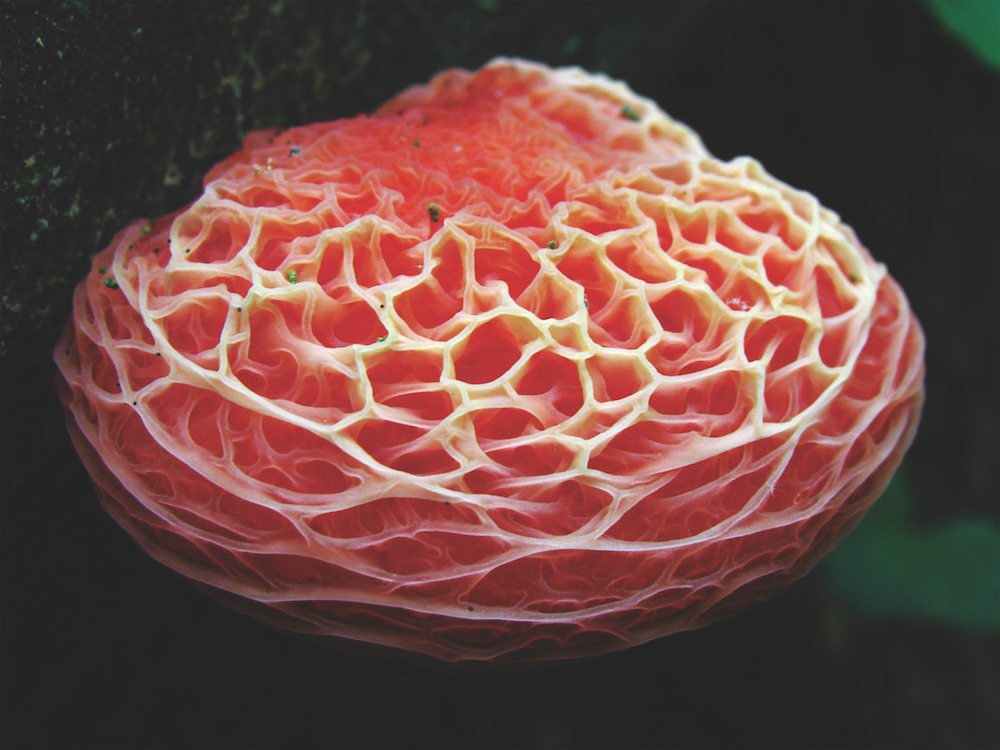 Radical mycology tries to unlock the potential of fungi