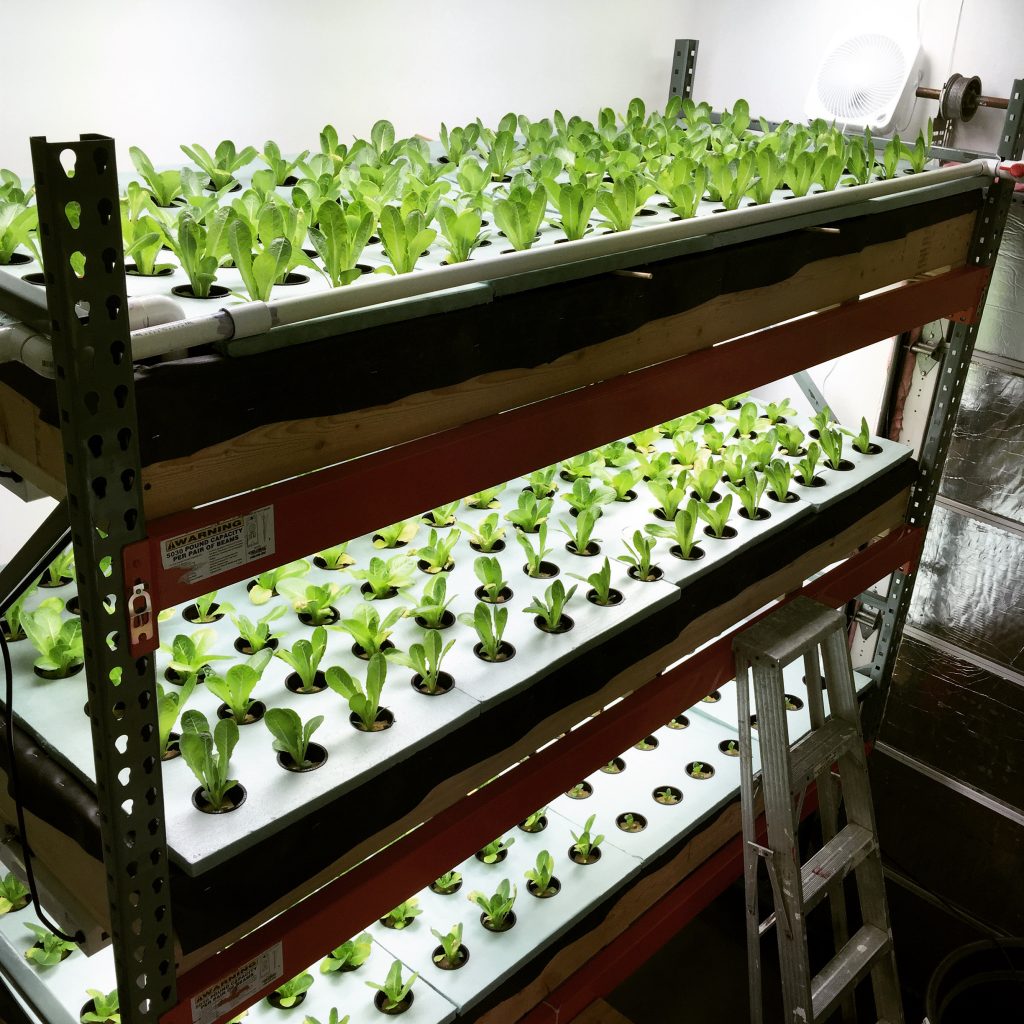 Two Buffalo BrothersinLaw Start Vertical Farm in their Garage