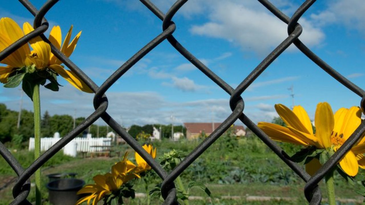 In Milwaukee, harvesting from deep roots