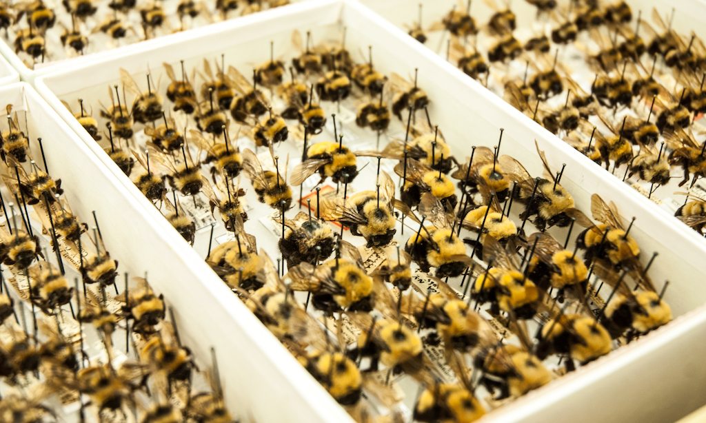 How would the food system adapt without bees?