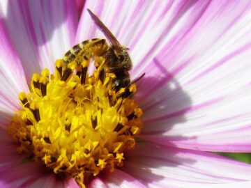 The rusty patched bumblebee has been added to the USFWS's list of endangered species