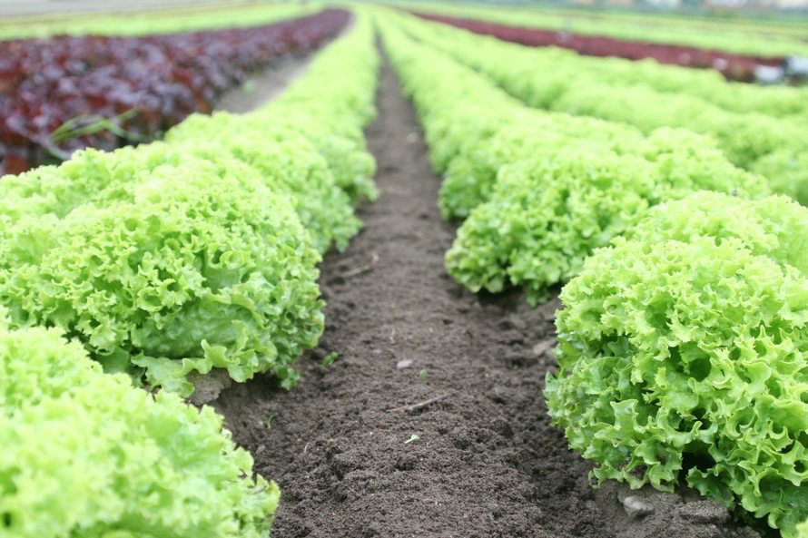 California legislators are trying to simplify things for organic farmers