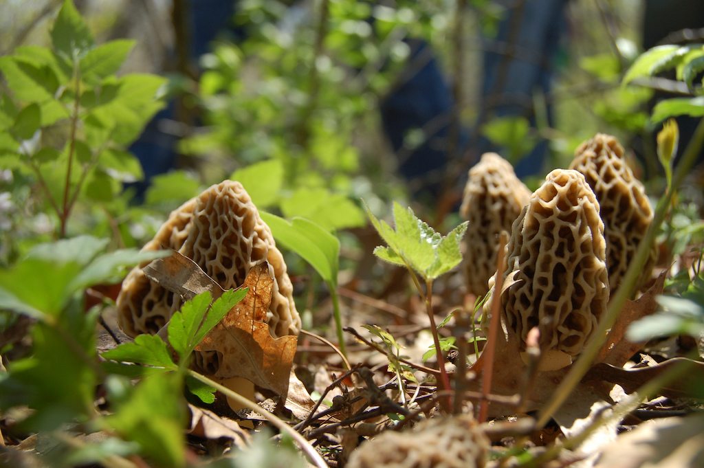 Morels are the subject of a regulatory battle