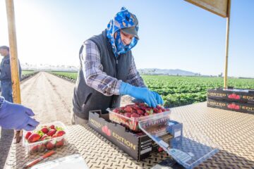 Audits guarantee that fair food standards are being upheld