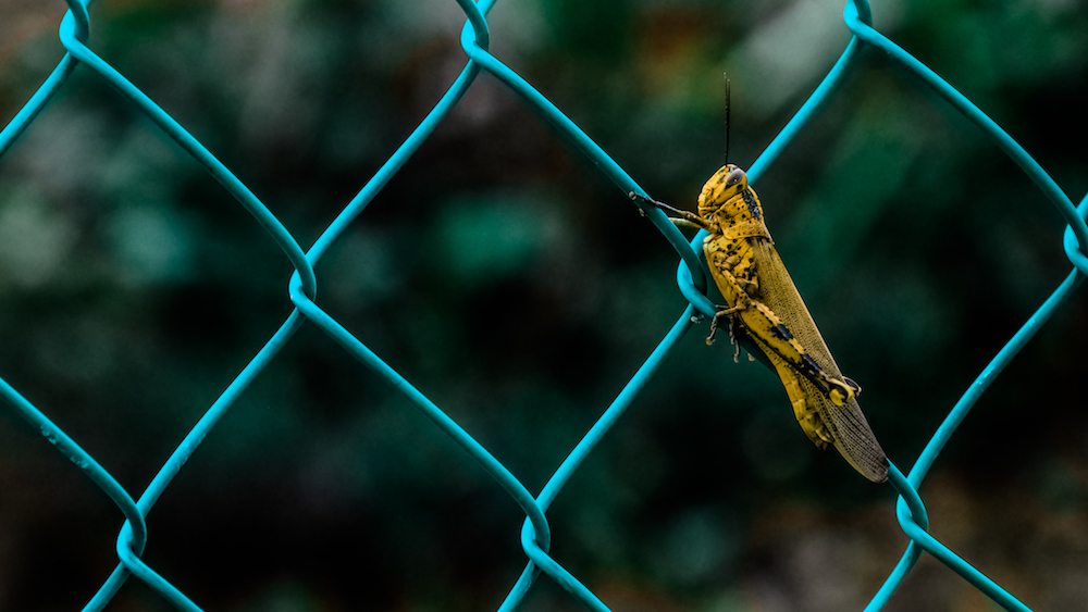 Should crickets be regulated like food?