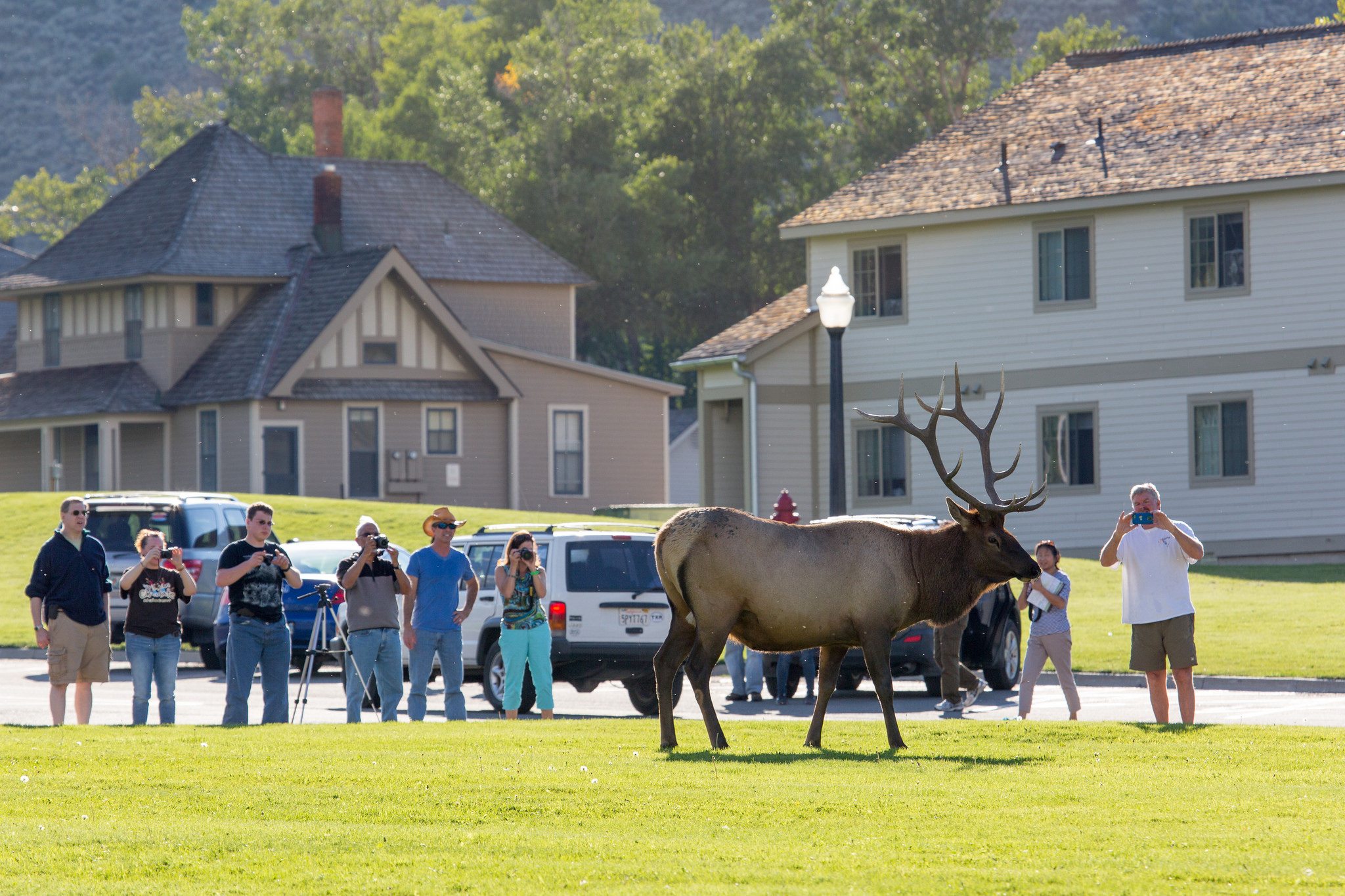 Unlike bison, Yellowstone's elk are allowed to roam freely—and there are a lot of them
