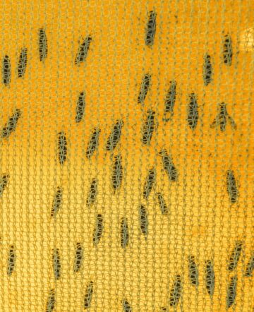 AgriProtein's fly farm