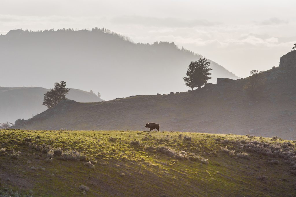 Wild buffalo in Yellowstone can carry brucellosis