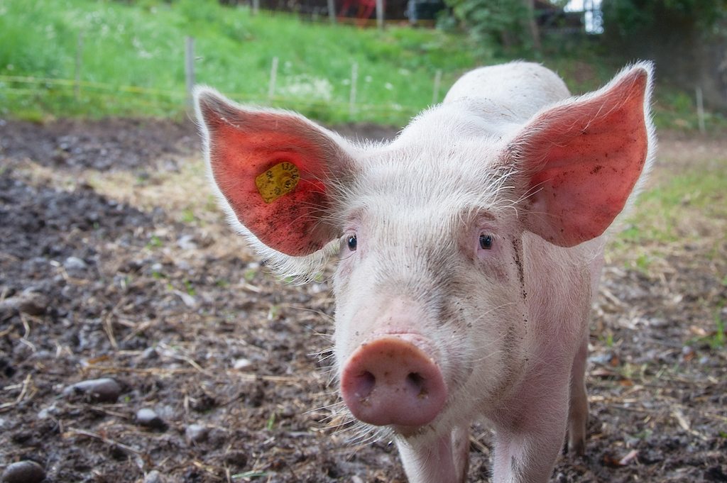 This pig could contain your next heart!