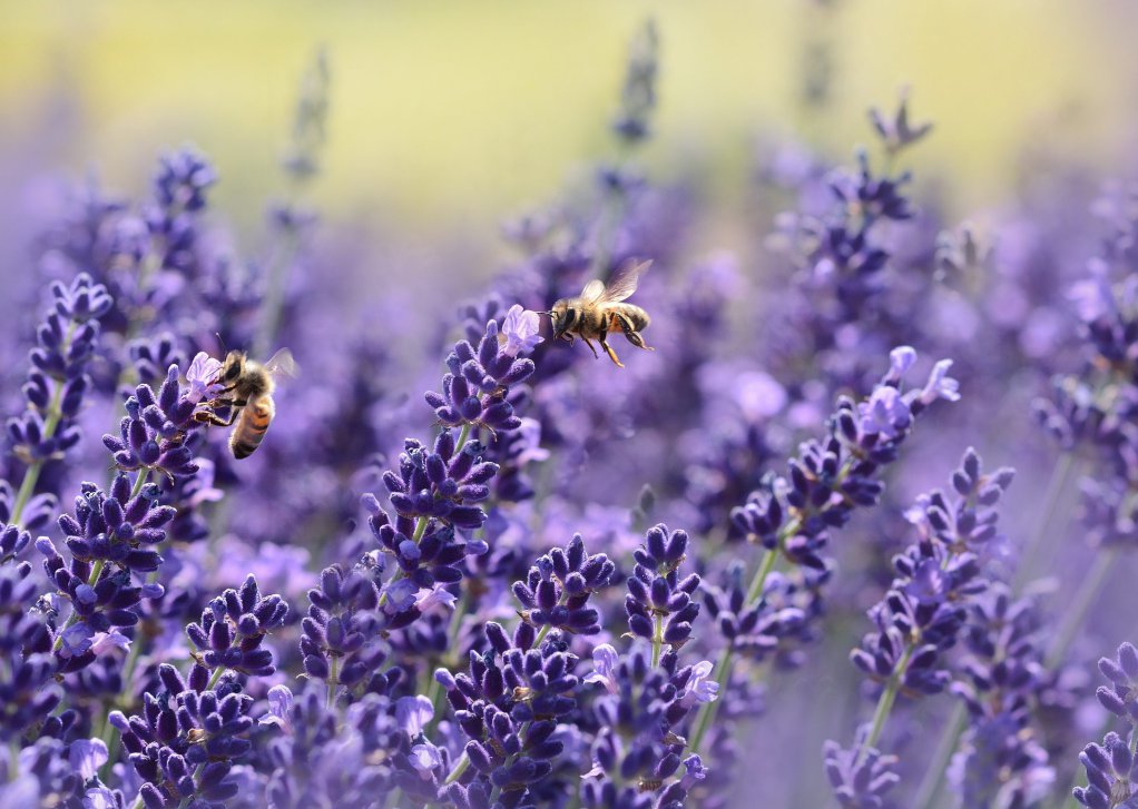 Big food companies are catering to bees