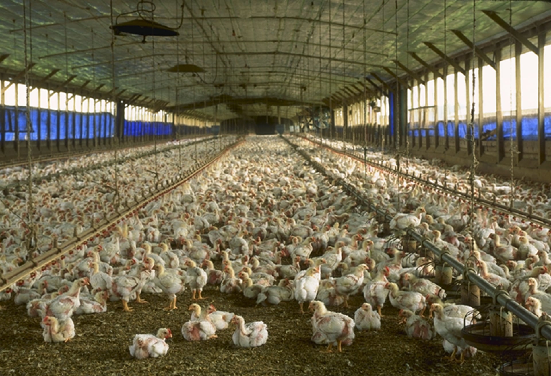 Poultry CAFO