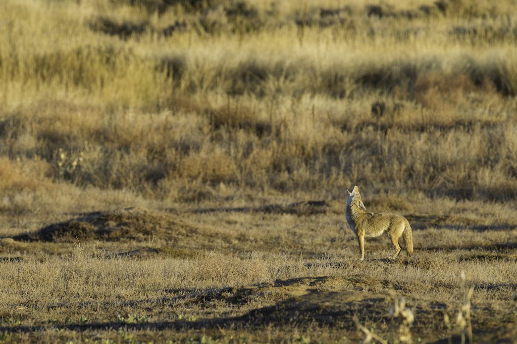 Does killing coyotes really help herders?