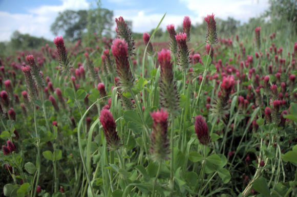 Can cover crops clean up the Corn Belt?