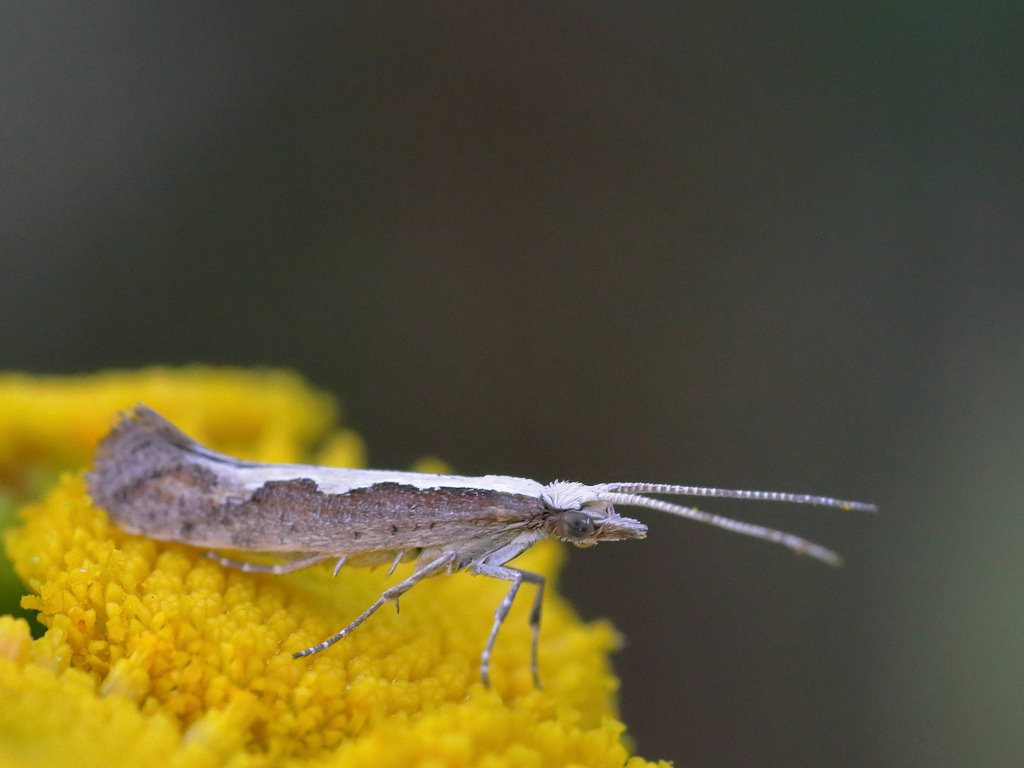 GMOs could be used to target the diamondback moth