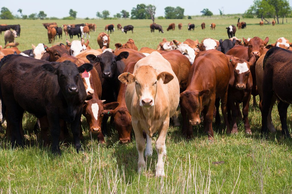 America's plentiful cows aren't being slaughtered efficiently