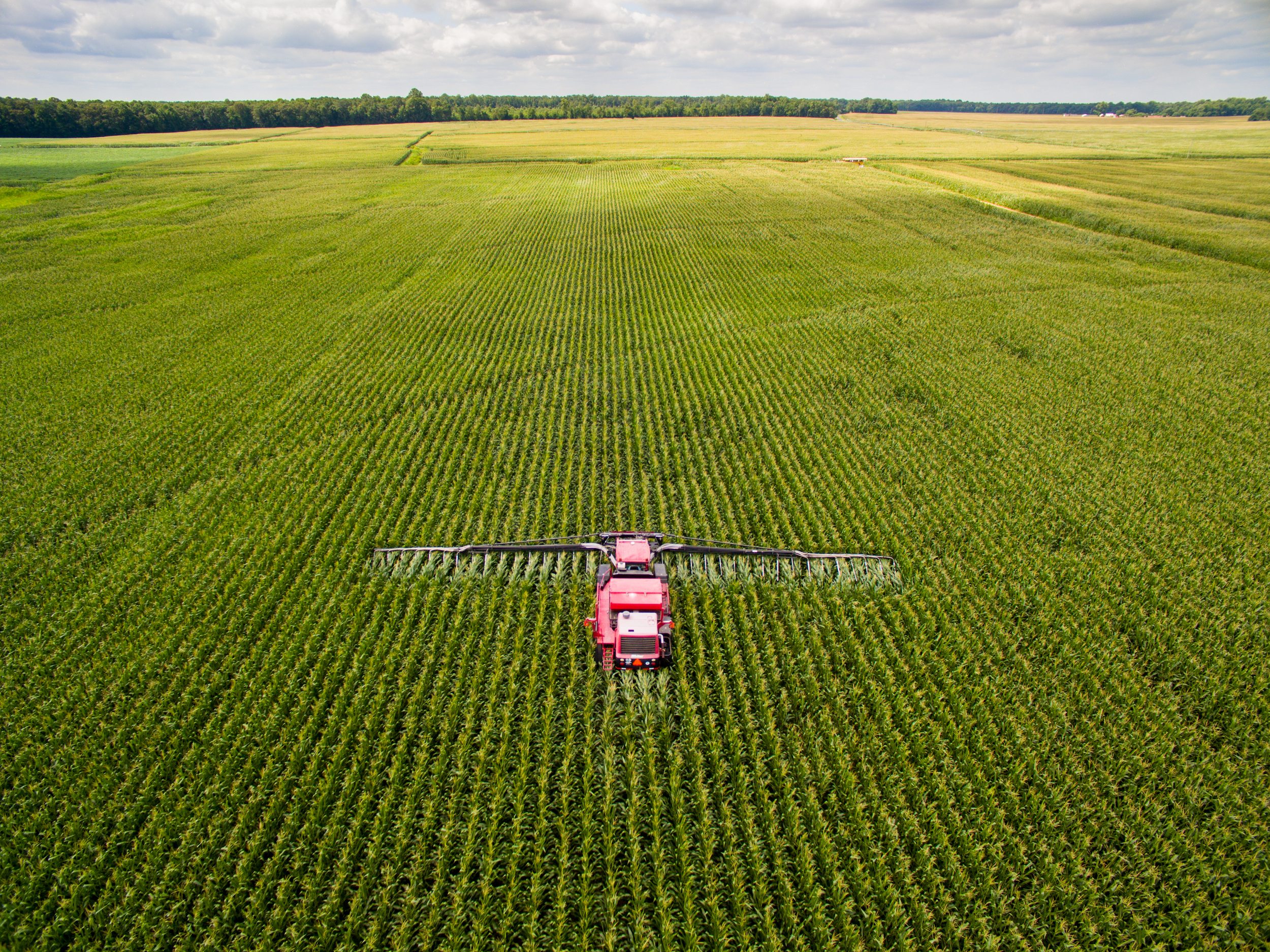Can cover crops clean up the Corn Belt?