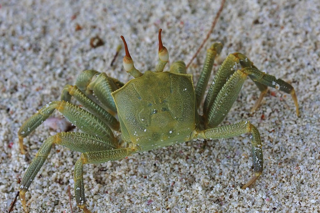 European green crab