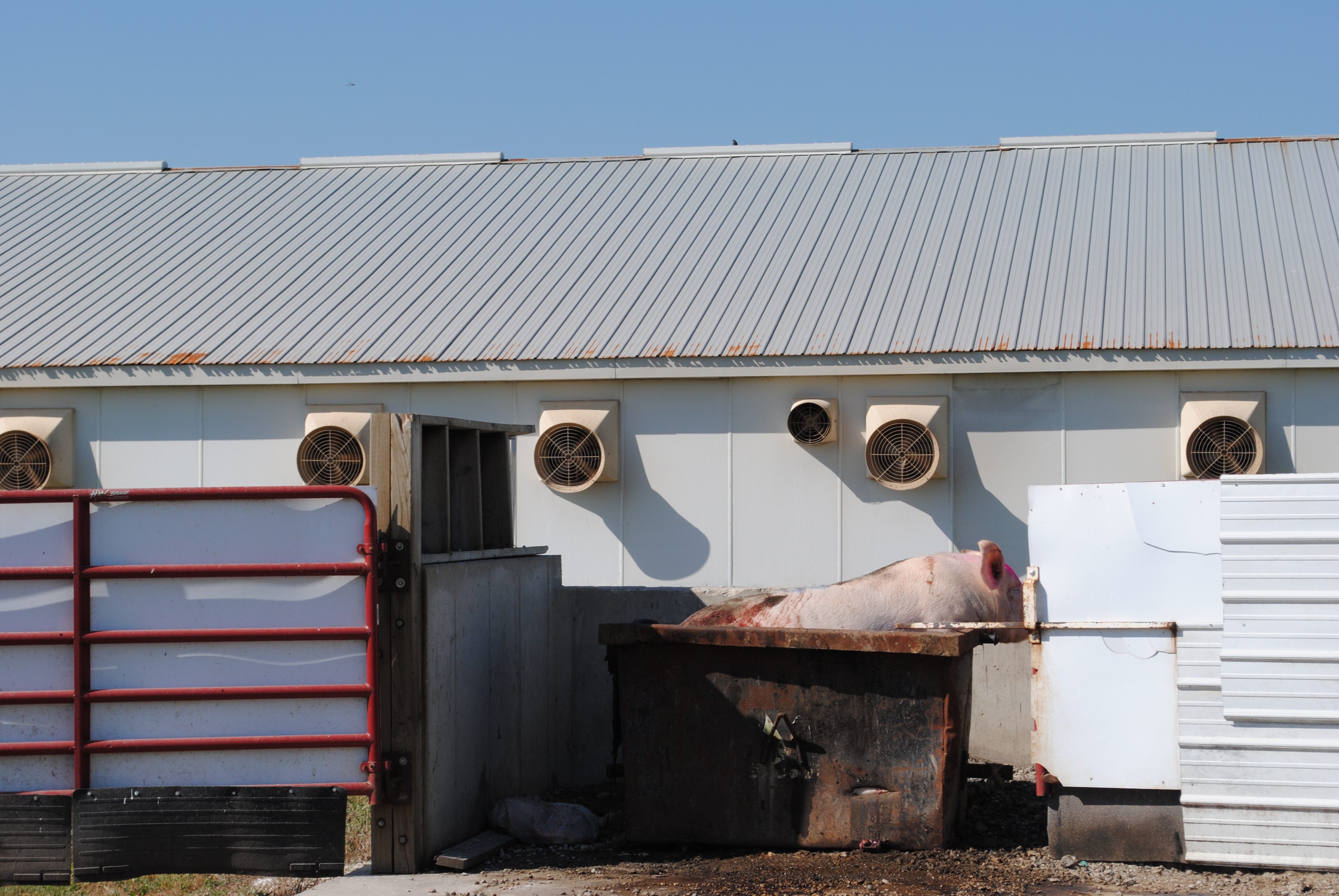 Animal welfare issue with pigs in dumpster at DeCoster barn in Iowa
