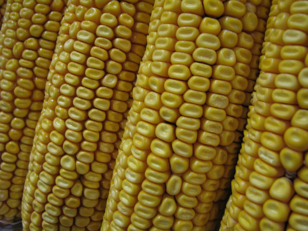 Corn: the subject of a lawsuit between farmers and Syngenta