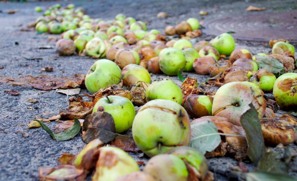 Rotten apples contribute to food waste
