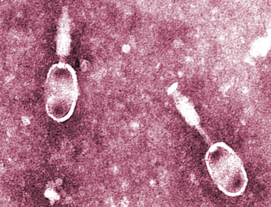 salmonella phage therapy