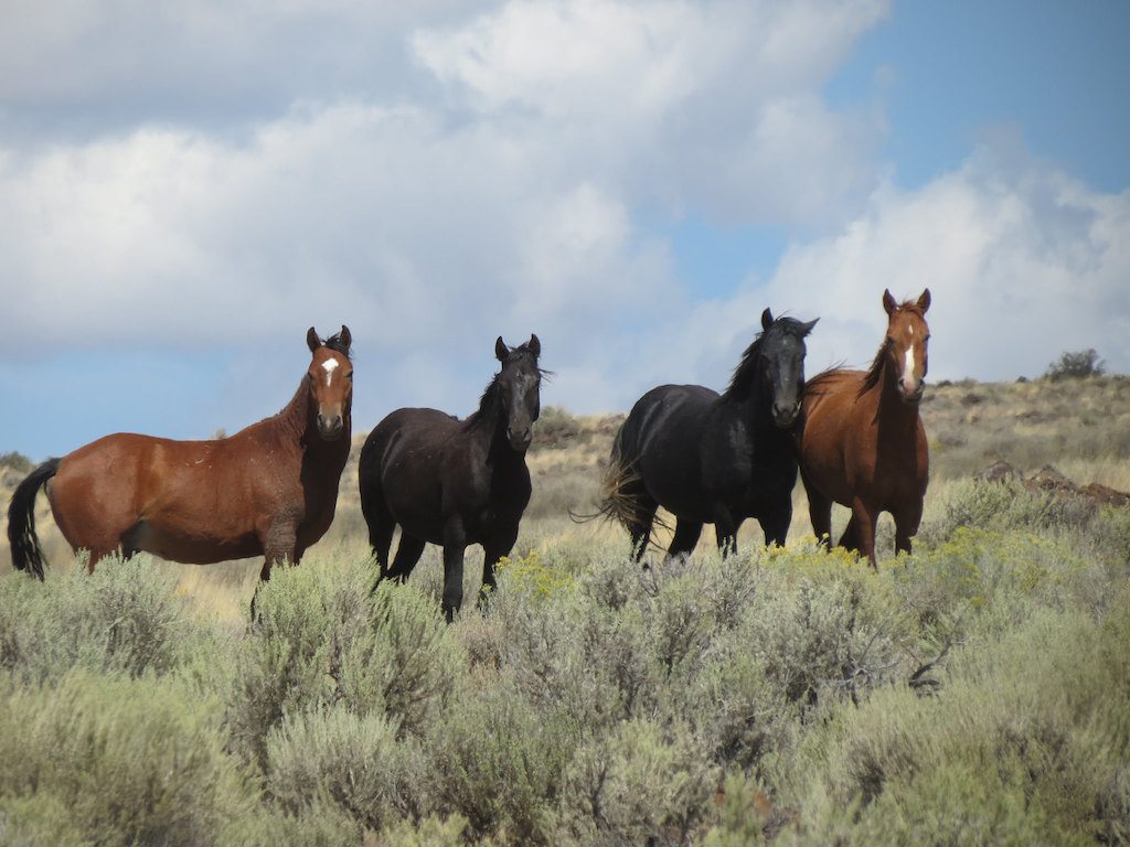 Wild mustangs are available for adoption