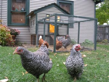Backyard Chickens Hit Hard By A Long Gone Extremely Contagious