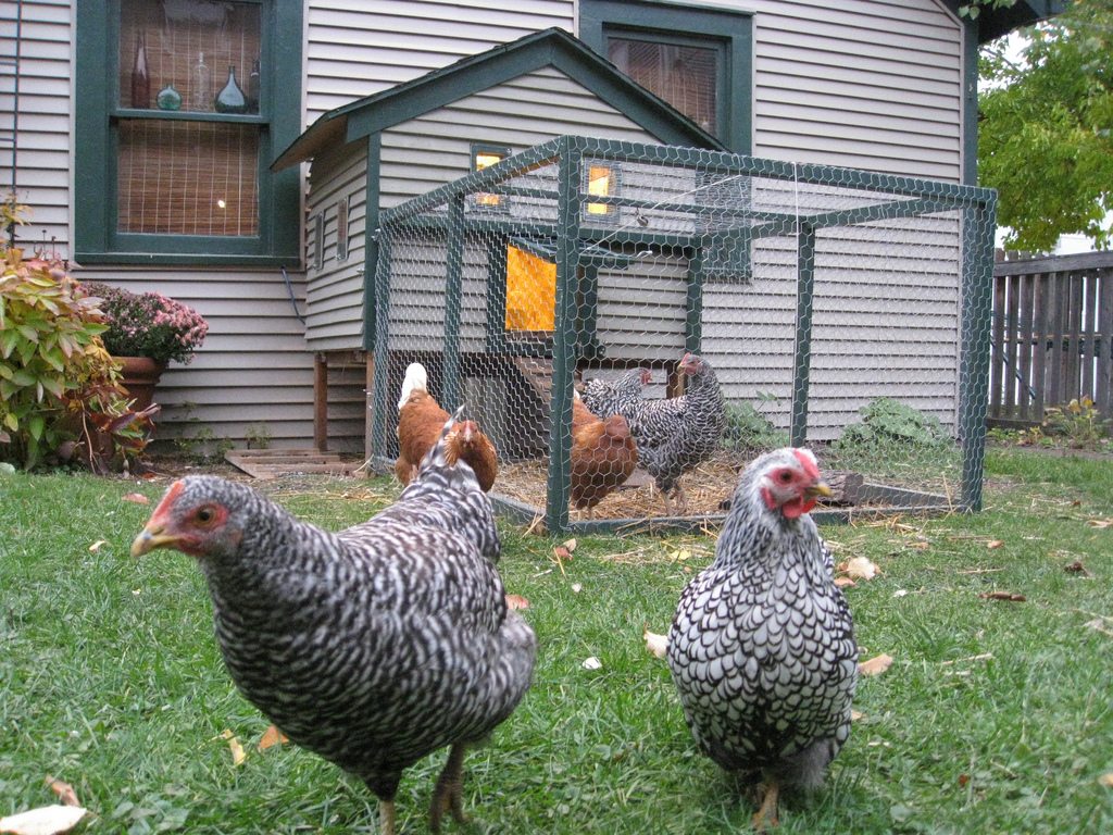 Backyard chickens—do they have salmonella?