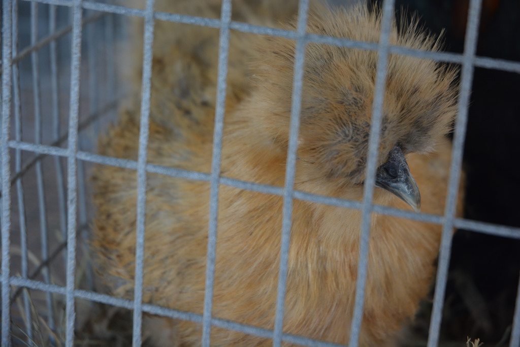 hurricane harvey animal shelter chicken close-up