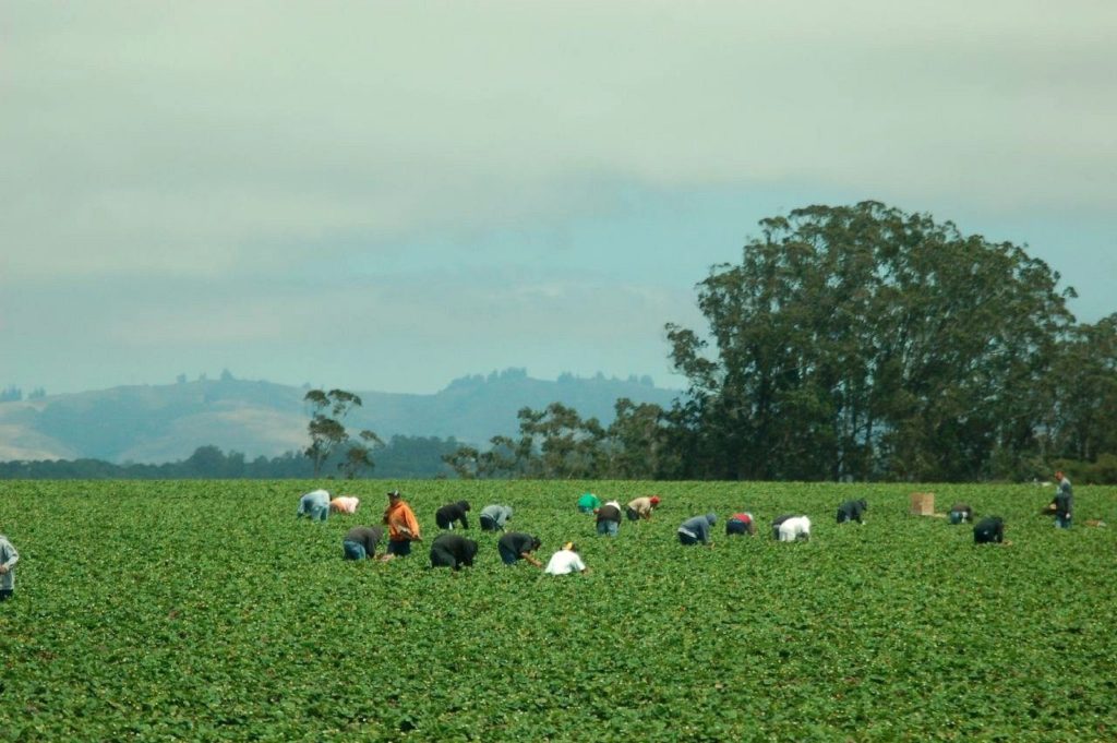 Workers picking strawberries