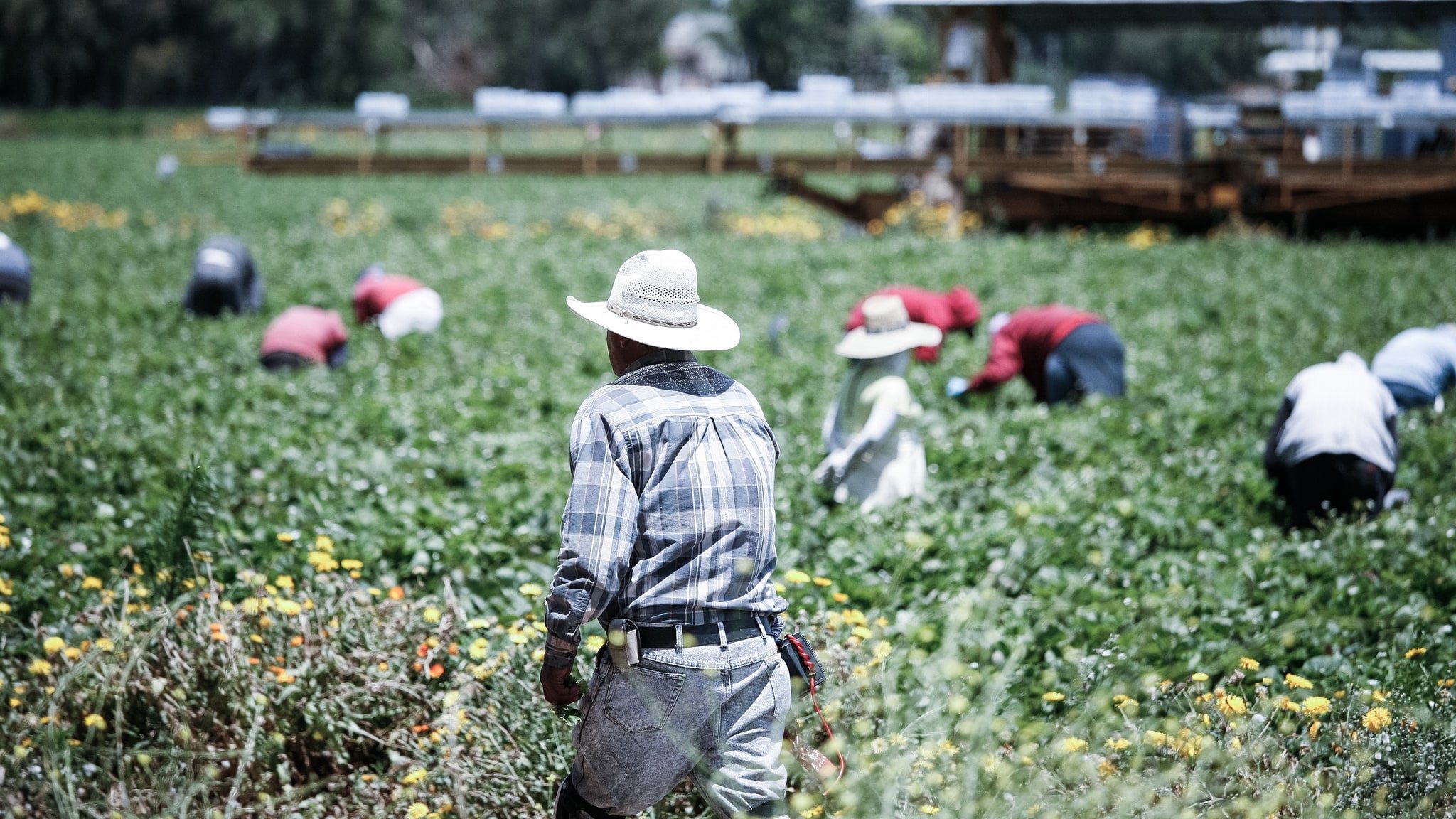 Think immigrants are taking our jobs? Try picking strawberries for a day