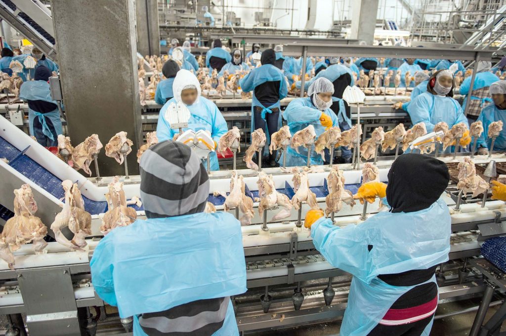 Workers in a chicken processing plant