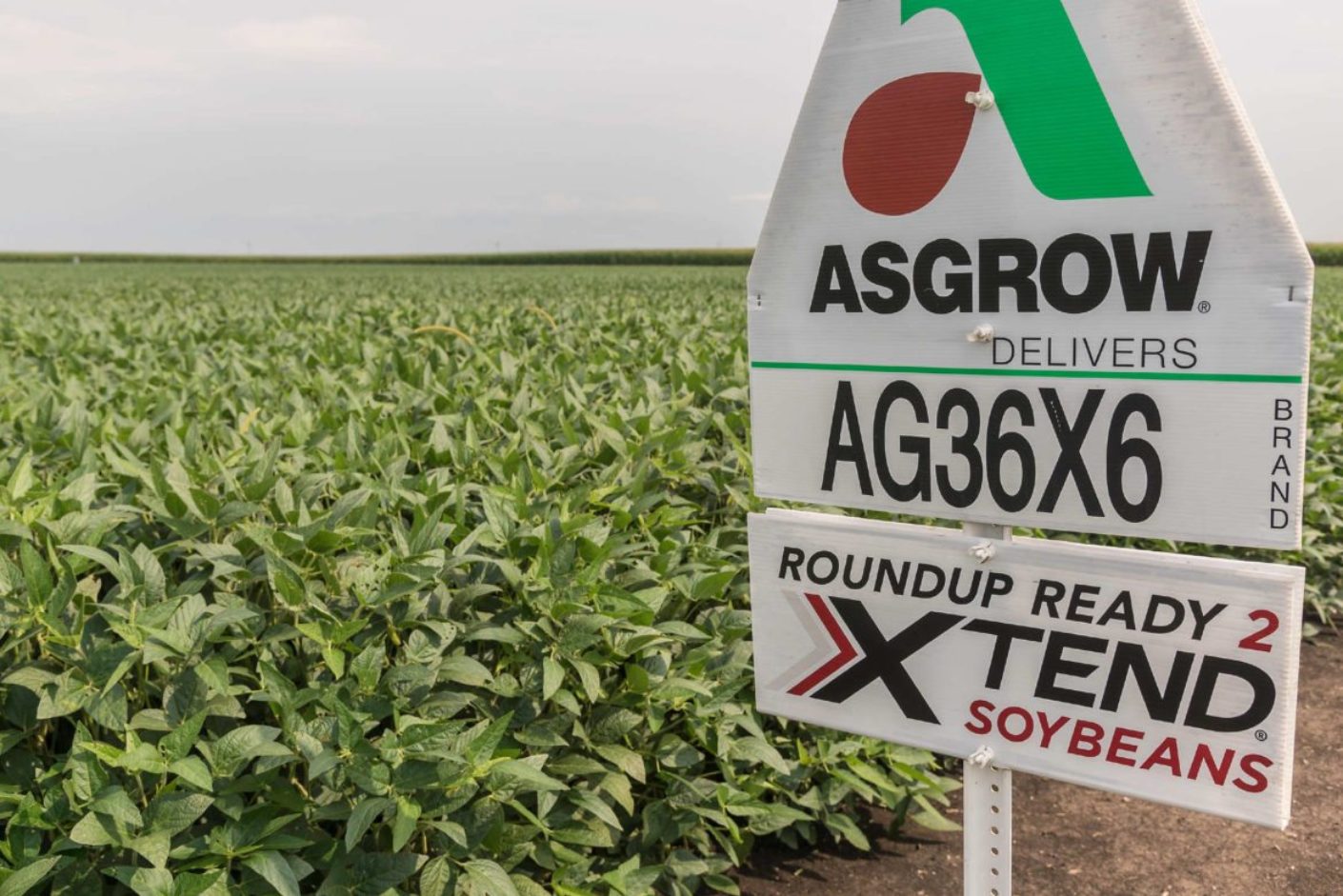 Controversial herbicide dicamba no longer legal, federal court rules