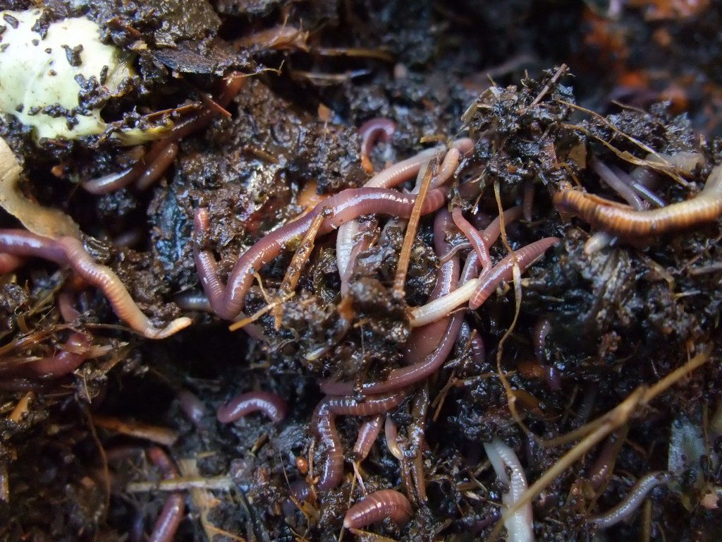 earthworms in the compost bin